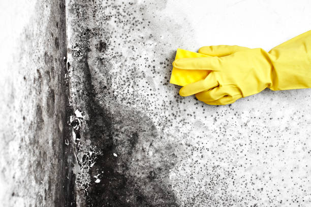 Professional Mold Inspection, Removal & Remediation in Doffing, TX